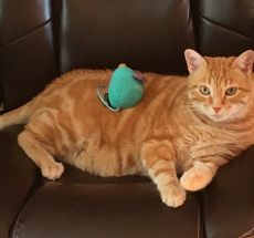 prev