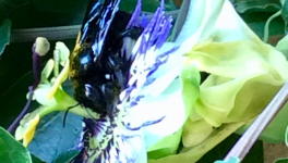 Le jardin du 1er Août