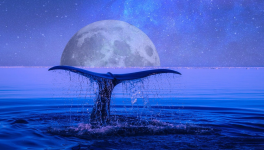 Les baleines bleues ...