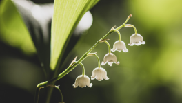 Premier mai ( LinkTober2025 : lourd )