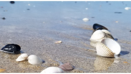 Au jardin des mirages