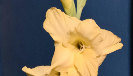 Le jardin du 26 Novembre