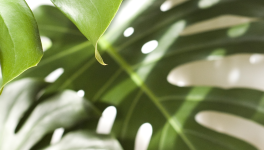 Monstera