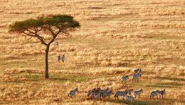 Faune sud-africaine (2)