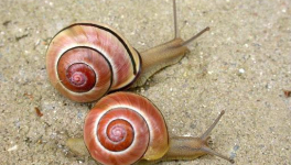 Le jardin des escargots