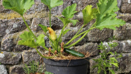 De la vie d'un Cornichon