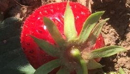 Le jardin du 1er Juin