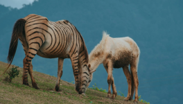 Zébrâne ou zébrule ?