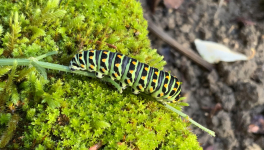 Le jardin du 14 Novembre 