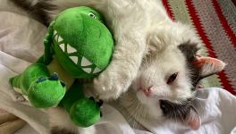 La Fin des Dinosaures - partie 1