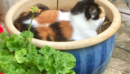 Le jardin du 15 Juillet