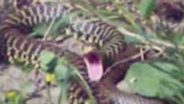 effrayantes cyberattaques ? 