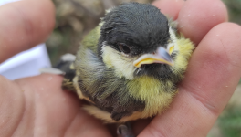 Parenting Tips from Mother Nature 