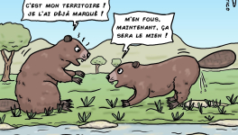 un castor qui marque son territoire