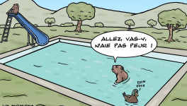 un moment de détente pour les castors