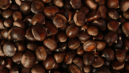 "La Négresse", une arlésienne à Biarritz