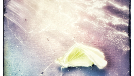 🎶Tout c'que je fais, mon âme, mon âme, tout c'que je fais, mon âme le fait ..."🎼