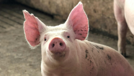 Cochon