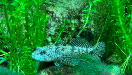 Concours Gastro policier avec Create For Better Life (CFBL)