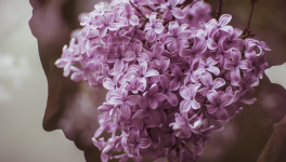 Toutes des fleurs ...