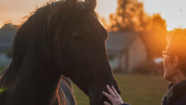 Ecurie Kevyn Thonnerieux : Félicia de Bess à Cagnes-sur-Mer, Félin de Bomo à Agen
