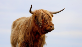 Le TGV et la vache espagnole