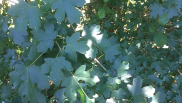 Le jardin du 20 Juillet