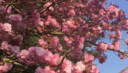 Le cerisier du Japon