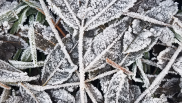 Gelée d’hiver