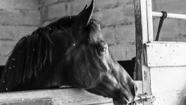 Ecurie Kevyn Thonnerieux : Qui es tu Mélissande Chabran ?