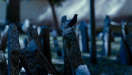 Allée quatre et rang deux