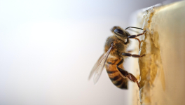 Quand les abeilles meurent, pourquoi ?