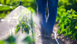 il glifosato e i suoi effetti