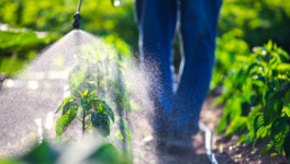 the Gliphosate related to ADHD insurgency