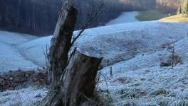 Der Dopamin-Loop und Anhedonie