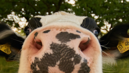 Des gens des villes, des gens des champs...