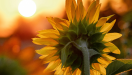 ''The Measure of Love''