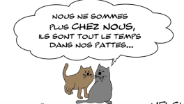 chats et confinement