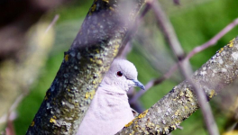 Parole de tourterelle