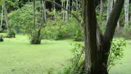 Marais