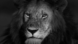 Le Lion est triste ce soir