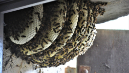 Les abeilles se souviennent de Joseph Benet