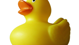 Tout sur le canard, ou presque 