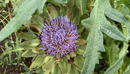 Le jardin du 5 Novembre 