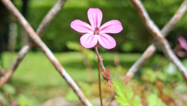 À la petite fleur sauvage