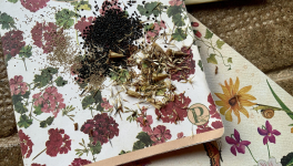 Le jardin de graines du 21 Octobre