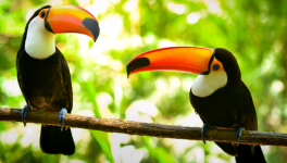 Deux oiseaux qui s’aiment 