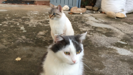 Max & Looping - Le Laitier