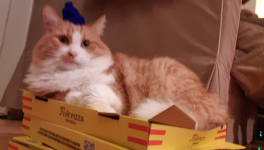 This is Homer