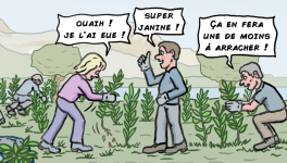 Attention, plantes invasives !